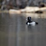 欧美人另是日本人妖 oi7xxnu